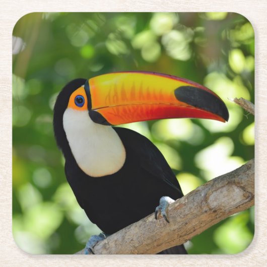 Toucan Kartonnen Onderzetters (Voorkant)