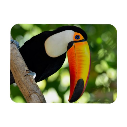 Toucan Magneet (Horizontaal)
