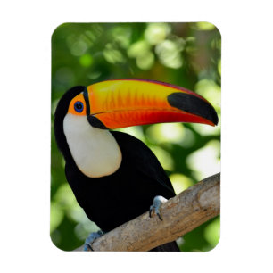 Toucan Magneet