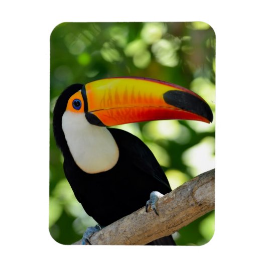 Toucan Magneet (Verticaal)