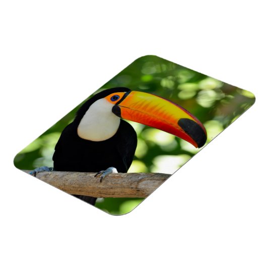 Toucan Magneet (Linkerzijde)