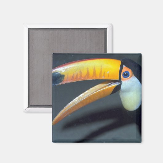 Toucan Magneet (Voorkant / Achterkant)