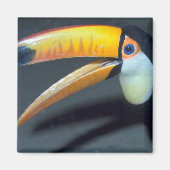 Toucan Magneet (Voorkant)
