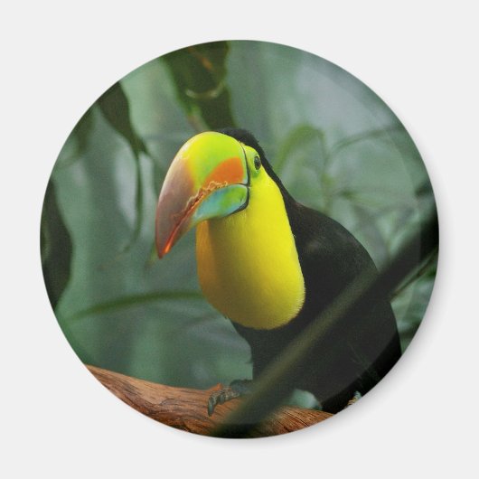 Toucan Magneet (Voorkant)