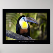 Toucan met kanaalvulling poster (Voorkant)