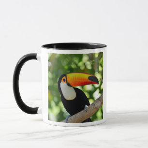 Toucan Mok