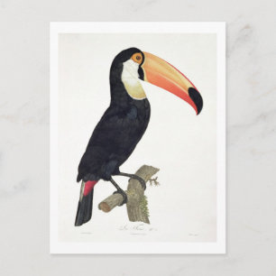 Toucan No.2 uit 'Geschiedenis van de vogels van he Briefkaart