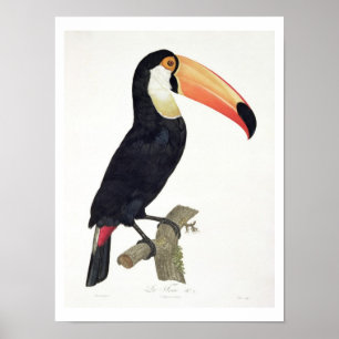 Toucan No.2 uit 'Geschiedenis van de vogels van he Poster