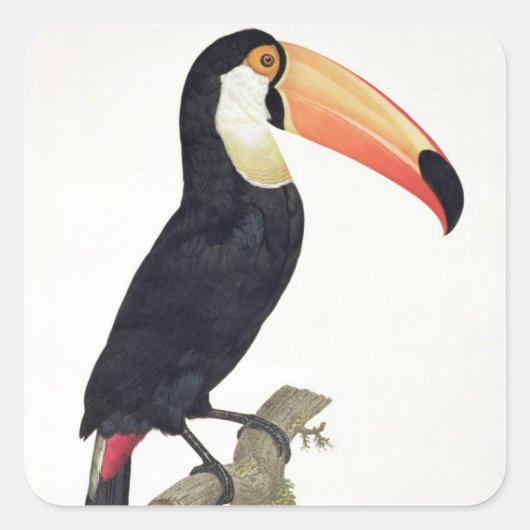 Toucan No.2 uit 'Geschiedenis van de vogels van he Vierkante Sticker (Voorkant)