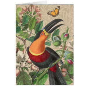 Toucan Oerwoud Tropical Bird Mooi Antiek