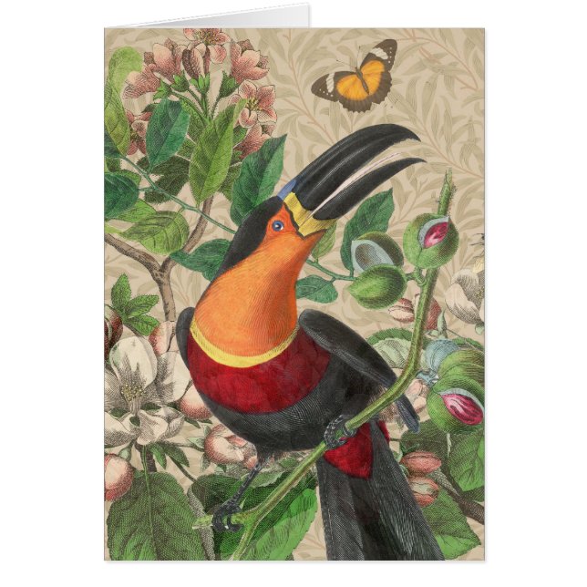 Toucan Oerwoud Tropical Bird Mooi Antiek (Voorkant)