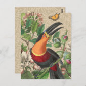 Toucan Oerwoud Tropical Bird Mooi Antiek Briefkaart (Voorkant / Achterkant)