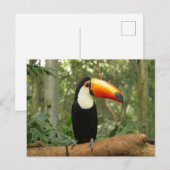 Toucan op boomtak briefkaart (Voorkant / Achterkant)