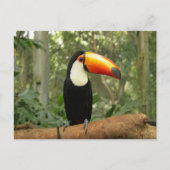 Toucan op boomtak briefkaart (Voorkant)