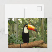 Toucan op boomtak briefkaart (Voorkant / Achterkant)