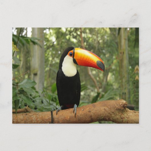 Toucan op boomtak briefkaart (Voorkant)