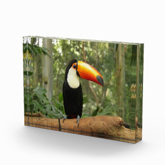 Toucan op boomtak fotoblokken (Rechts)