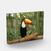 Toucan op boomtak fotoblokken (Links)