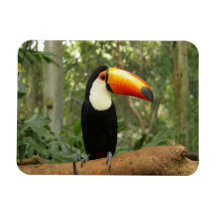 Toucan op boomtak