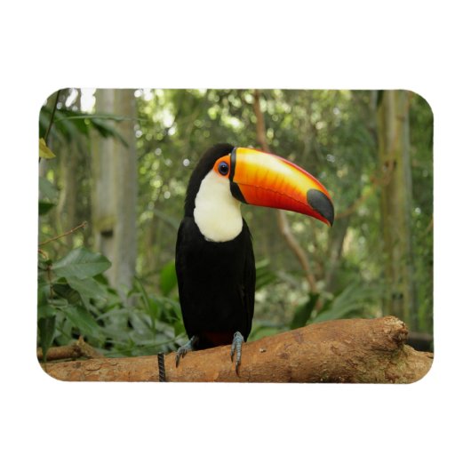 Toucan op boomtak magneet (Horizontaal)