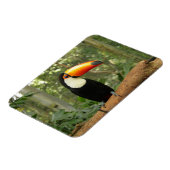 Toucan op boomtak magneet (Linkerzijde)
