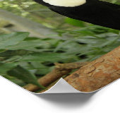 Toucan op boomtak poster (Hoek)