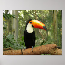Toucan op boomtak
