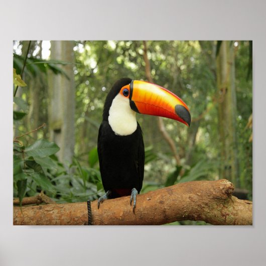 Toucan op boomtak poster (Voorkant)
