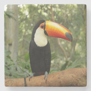 Toucan op boomtak stenen onderzetter