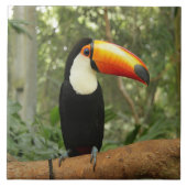 Toucan op boomtak tegeltje (Voorkant)