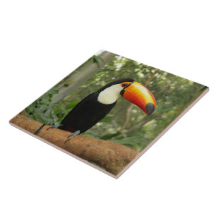 Toucan op boomtak tegeltje
