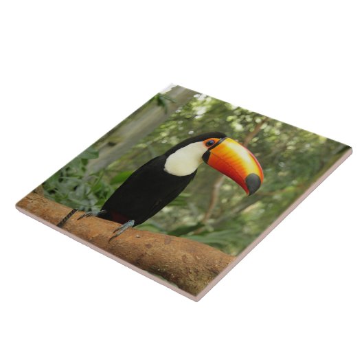 Toucan op boomtak tegeltje (Zijkant)