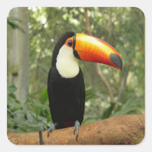 Toucan op boomtak