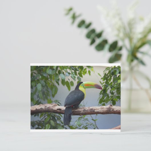 Toucan Photo Briefkaart (Staand voorkant)