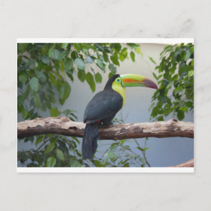 Toucan Photo Briefkaart