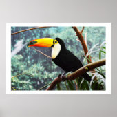 Toucan Poster (Voorkant)