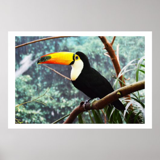 Toucan Poster (Voorkant)