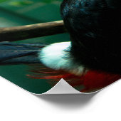 Toucan Poster (Hoek)