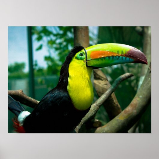 Toucan Poster (Voorkant)