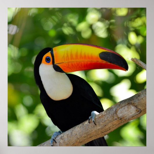 Toucan Poster (Voorkant)
