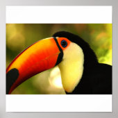 toucan poster (Voorkant)