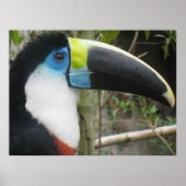 Toucan Poster (Voorkant)