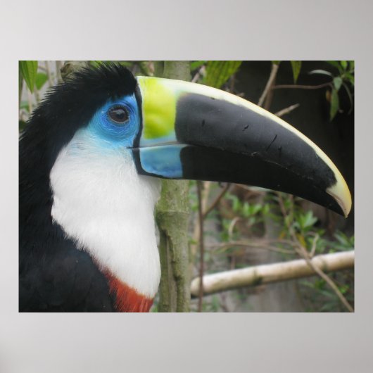 Toucan Poster (Voorkant)
