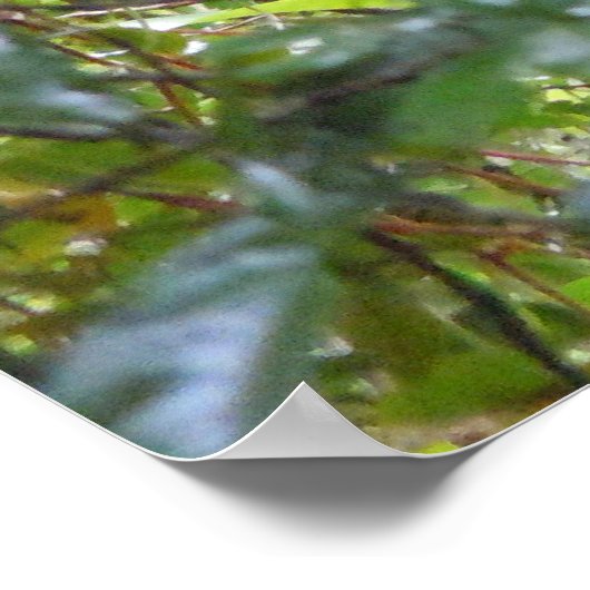 Toucan Poster (Hoek)