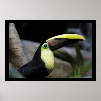 Toucan Poster