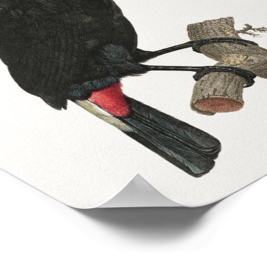 Toucan-Poster Poster (Hoek)