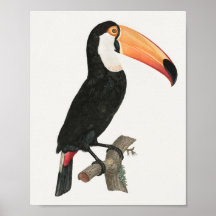  Toucan-Poster