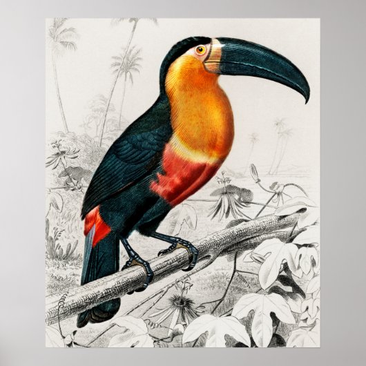 Toucan Ramphastos Illustratie  Art Print (Voorkant)