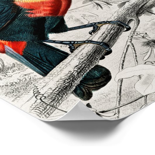 Toucan Ramphastos Illustratie  Art Print (Hoek)