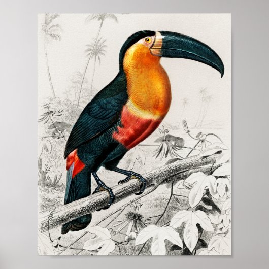 Toucan Ramphastos Illustratie Art Print (Voorkant)
